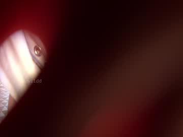 webcam girl chloewildd image #7542426