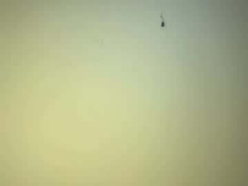 webcam man edgingandgooning image #8544807